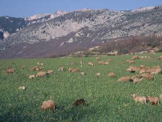 Domaine de Chanteraine_83630 AIGUINES_23